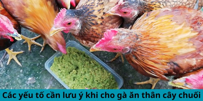 Cách Cho Gà Ăn Thân Cây Chuối Đúng Cách Hiệu Quả Bất Ngờ 3 Trang Chủ Jun88.com #1 Việt Nam Các yếu tố cần lưu ý khi cho gà ăn thân cây chuối