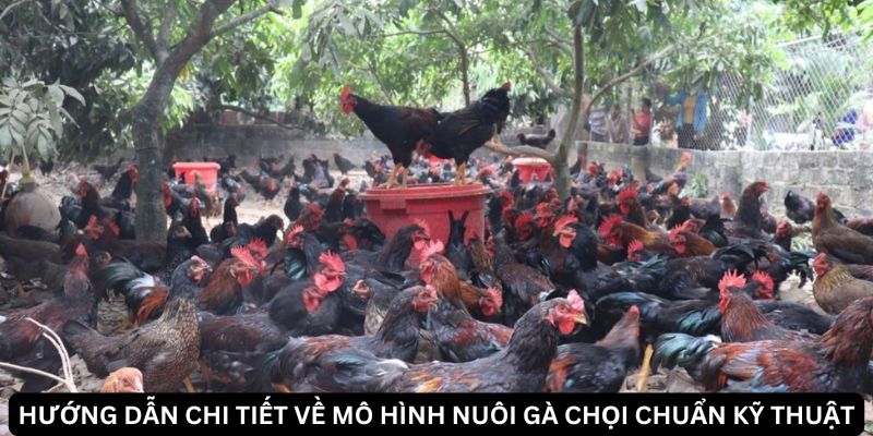 Jun88 Bật Mí Mô Hình Nuôi Gà Chọi Hái Ra Tiền 2024 2 Trang Chủ Jun88.com #1 Việt Nam Cách phát triển mô hình nuôi gà chọi bền vững và an toàn