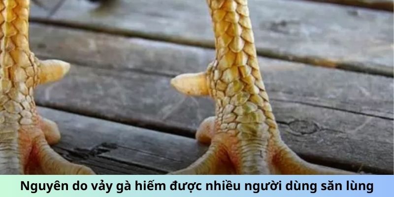 Nguyên do vảy gà hiếm được nhiều người dùng săn lùng