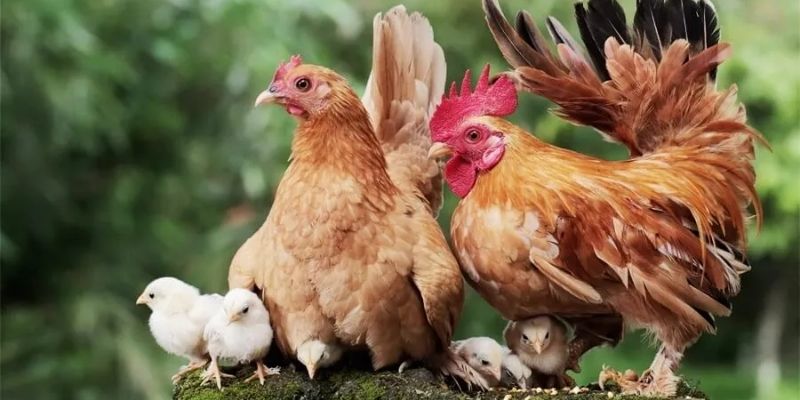 Cách Ghép Gà Trống Mái Để Đạt Năng Suất Cao Tại Jun88 3 Trang Chủ Jun88.com #1 Việt Nam Phối giống đúng cách mang đến thế hệ sau chất lượng hơn